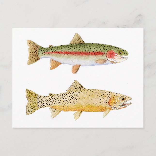Rainbow & Westslope Cutthroat Trout Postcard. Postcard (Front)