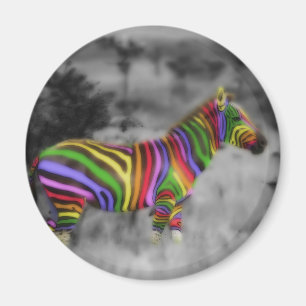 Rainbow Zebra Magnet