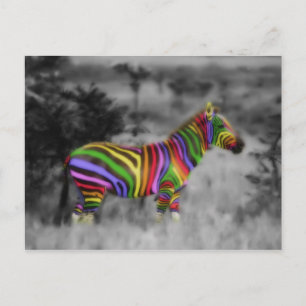 Rainbow Zebra Postcard