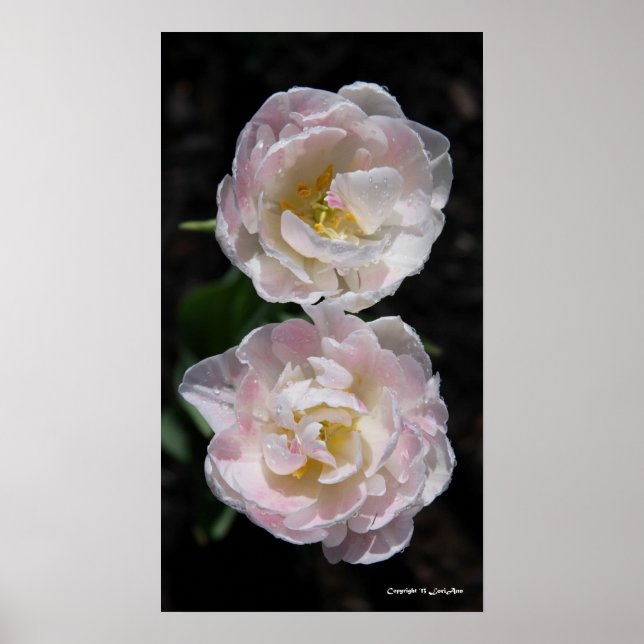 Raindrop Duet Poster (Front)