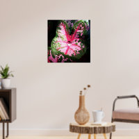 Raindrop on caladium poster / wall art