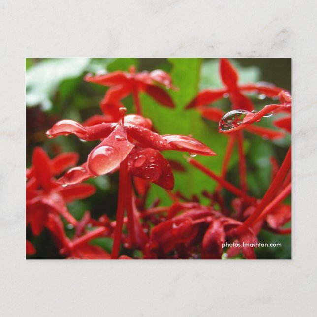 Raindrops On A Red Flower Postcard (Front)