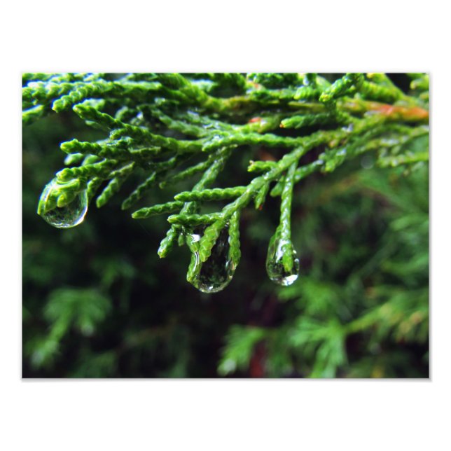 Raindrops on a tree branch (#2) photo print (Front)