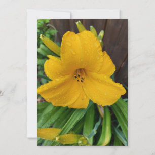Raindrops on a yellow lily flower blank card
