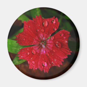 Raindrops on Beautiful Red Dianthus Flower Photo Magnet