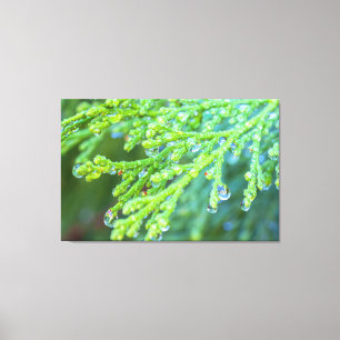 Raindrops on Cedar Canvas Print