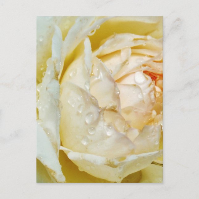 Raindrops on Champagne Blush  White Rose floral Postcard (Front)