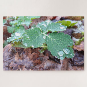 Raindrops on columbine flower , Aquilegia Jigsaw Puzzle