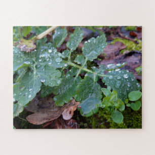 Raindrops on columbine flower , Aquilegia Jigsaw Puzzle