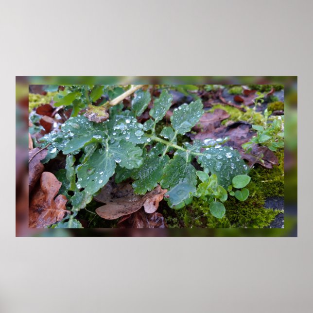 Raindrops on columbine flower , Aquilegia Poster (Front)