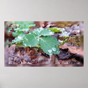 Raindrops on columbine flower , Aquilegia Poster