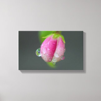 Raindrops On Crabapple Canvas Print