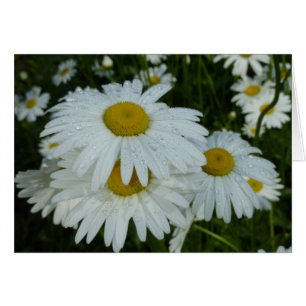 Raindrops on Daisies Wildflower Floral