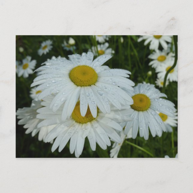 Raindrops on Daisies Wildflower Floral Postcard (Front)