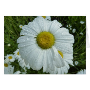 Raindrops on Daisy I Wildflower Floral