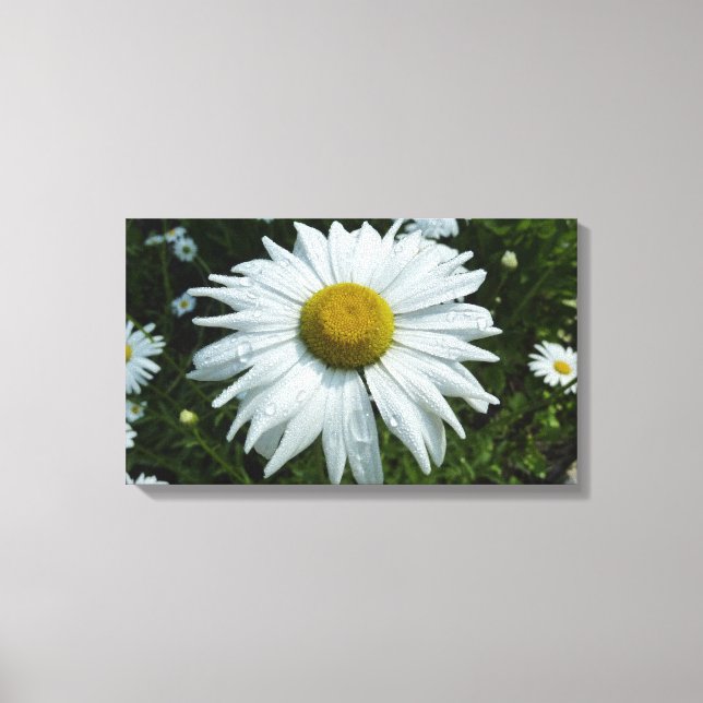 Raindrops on Daisy II Wildflower Floral Canvas Print (Front)