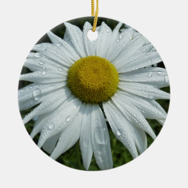 Raindrops on Daisy II Wildflower Floral Ceramic Ornament (Front)