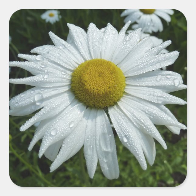 Raindrops on Daisy II Wildflower Floral Square Sticker (Front)
