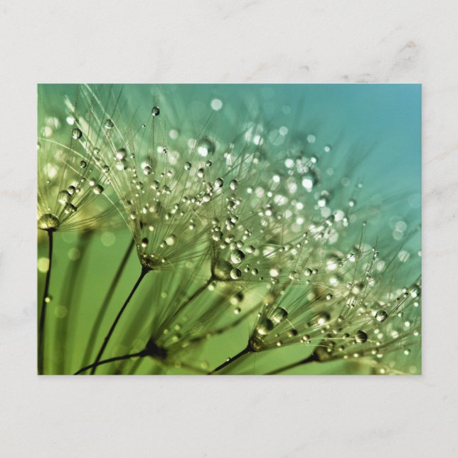 Raindrops on dandelions postcard (Front)