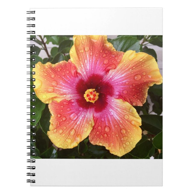 Raindrops on Hibiscus Notebook (Front)