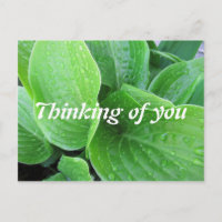 Raindrops On Hosta Leaves Photo Thinking of You