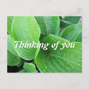Raindrops On Hosta Leaves Photo Thinking of You Postcard