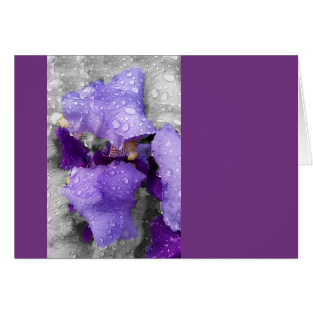 raindrops on iris (Front Horizontal)