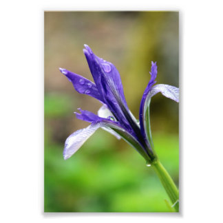 Raindrops on Iris Photo Print