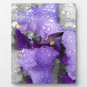 raindrops on iris plaque