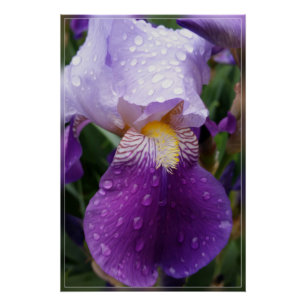 Raindrops on Iris Poster