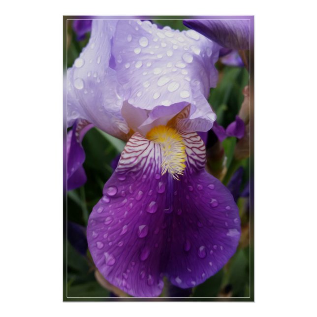 Raindrops on Iris Poster (Front)