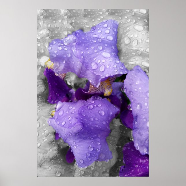 raindrops on iris poster (Front)