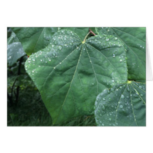 Raindrops on leaves, card
