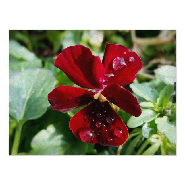 Raindrops on pansy photo print (Front)