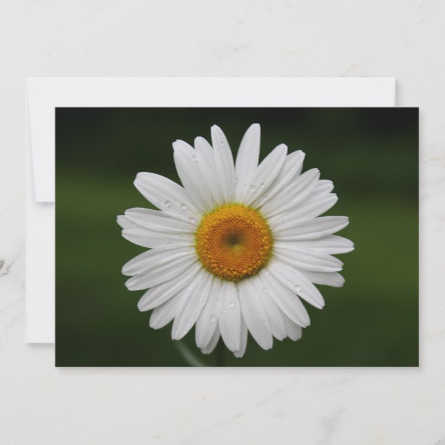 Raindrops on Petals (Front)