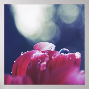 Raindrops on Pink Flower Petals Macro Abstract Poster