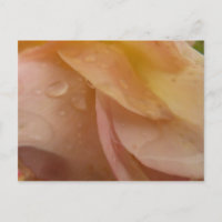 Raindrops on Rose Petals Pink Peach Floral