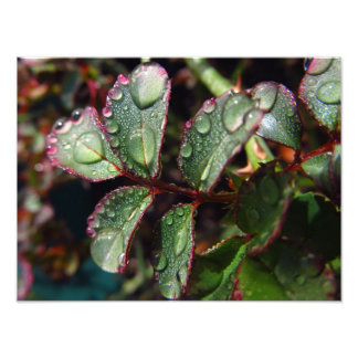Raindrops on rose tree leaves photo print
