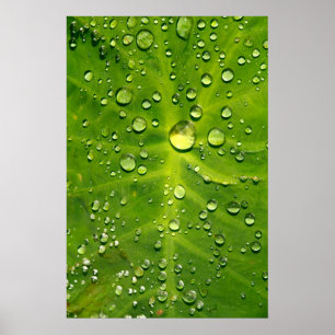 Raindrops on taro leaf poster