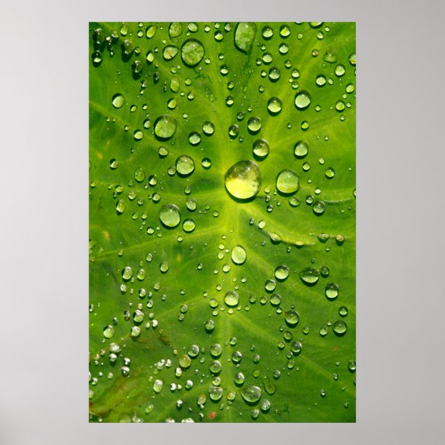 Raindrops on taro leaf poster (Front)