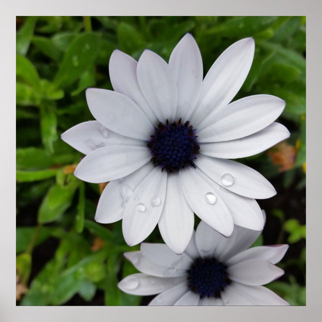 raindrops on white poster (Front)
