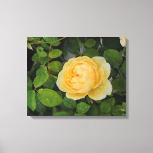 Raindrops on Yellow Rose Stretched Canvas