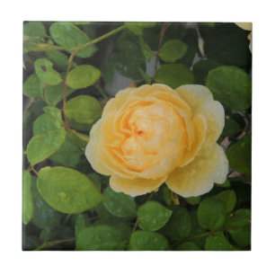 Raindrops on Yellow Rose Tile