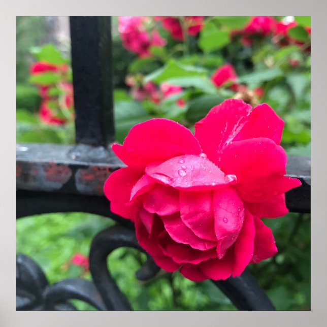 Raindrops Pink Rose Flower Roses Rainy Day NYC Poster (Front)