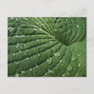 Raindrops sur carte postale Hosta Leaf