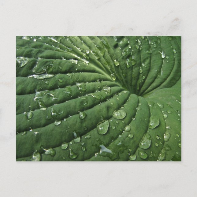 Raindrops sur carte postale Hosta Leaf (Devant)