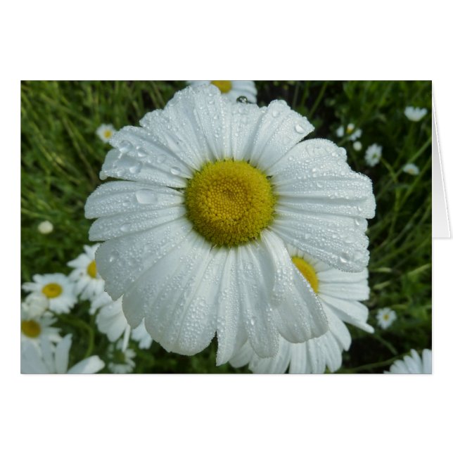 Raindrops sur Daisy I Floral Fleur sauvage (Devant horizontal)
