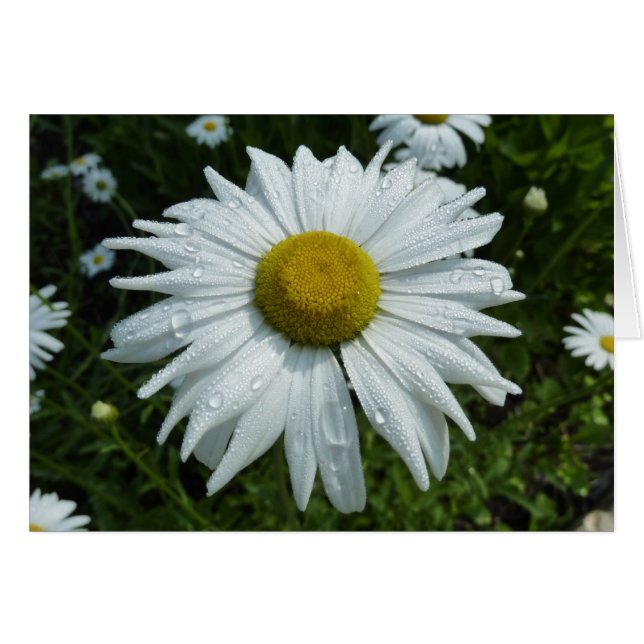 Raindrops sur Daisy II Floral Fleur sauvage (Devant horizontal)
