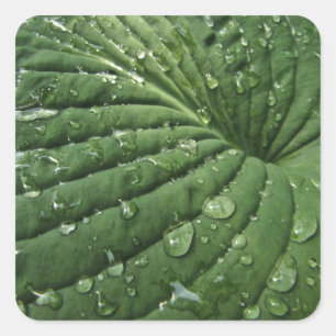 Raindrops sur Stickers Leaf Hosta