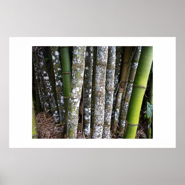 Rainforest Bamboo In Costa Rica Poster (Front)